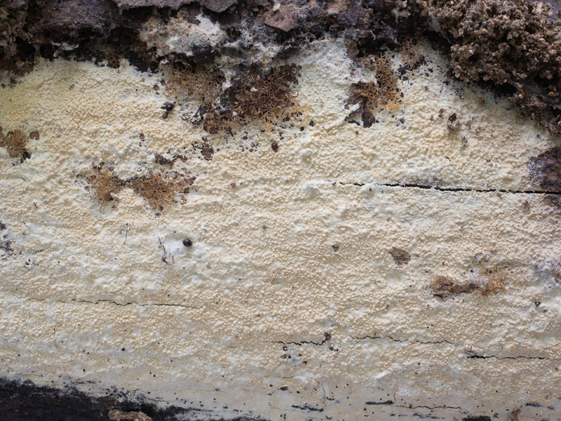 Hyphoderma transiens